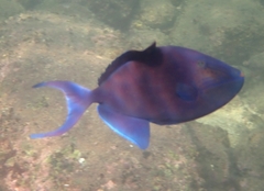 Odonus niger