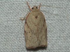 Euchaetis inceptella