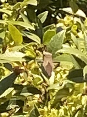 Acanthocephala declivis