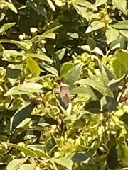 Acanthocephala declivis