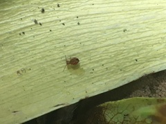 Dicyrtomina