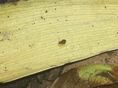 Dicyrtomina