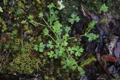 Hydrocotyle foveolata