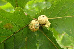 Quercus crispula