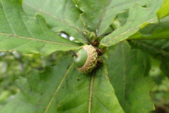 Quercus crispula
