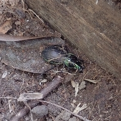 Megadromus antarcticus