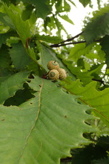 Quercus crispula