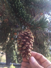 Pinus balfouriana