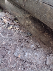 Megadromus antarcticus