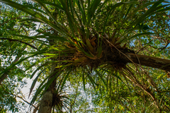 Oncidium sphacelatum