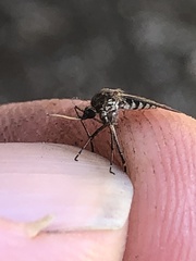 Aedes camptorhynchus