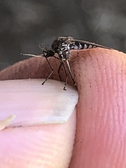 Aedes camptorhynchus