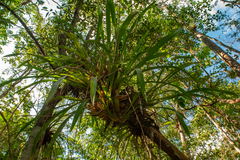 Oncidium sphacelatum