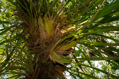 Oncidium sphacelatum