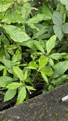 Syngonium