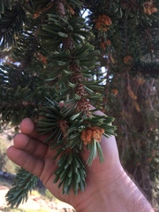 Pinus balfouriana