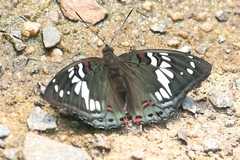 Euthalia lubentina