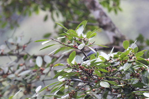 Golden-eyed Flowerpiercer (Diglossa glauca), photo 5