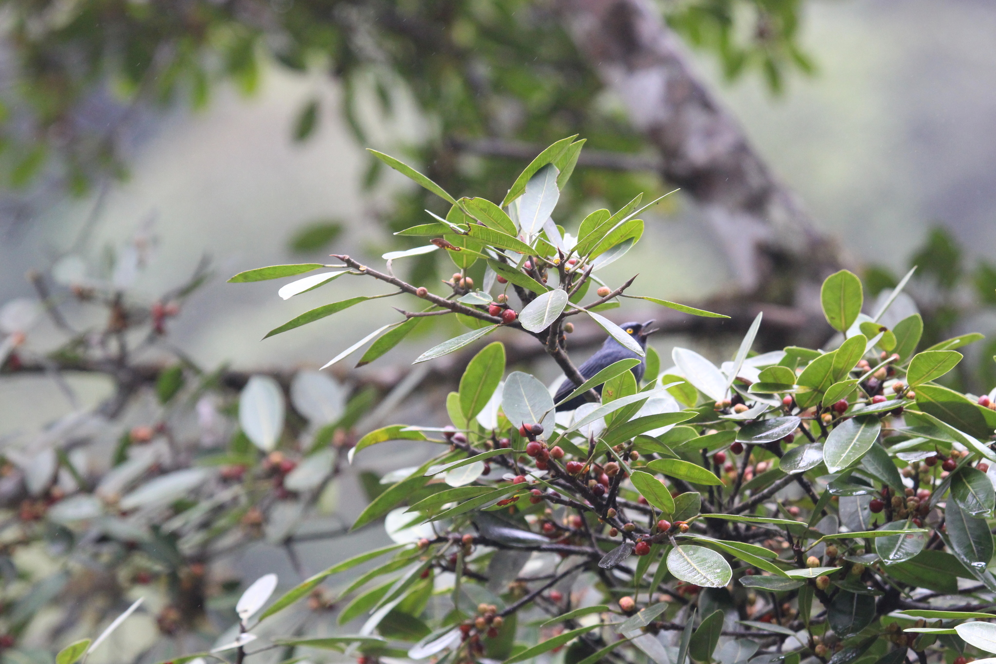 Golden-eyed Flowerpiercer (Diglossa glauca), photo 5