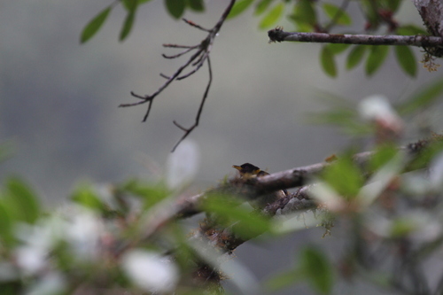 Golden-collared Honeycreeper (Iridophanes pulcherrimus), photo 3