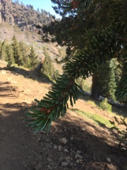 Pinus balfouriana