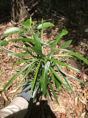 Atractocarpus chartaceus