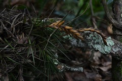 Tillandsia tricolor