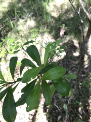 Psychotria daphnoides