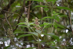 Miconia lacera