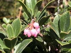 Arctostaphylos × media