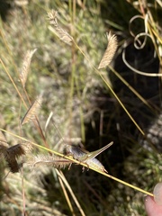 Conocephalus strictus