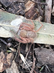 Neosparassus diana