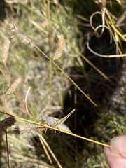 Conocephalus strictus