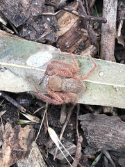 Neosparassus diana