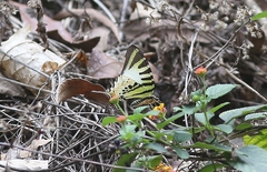 Graphium antiphates