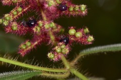 Miconia lacera