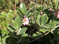 Arctostaphylos × media