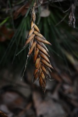 Tillandsia tricolor