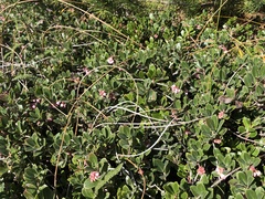 Arctostaphylos × media