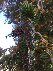 Pinus balfouriana