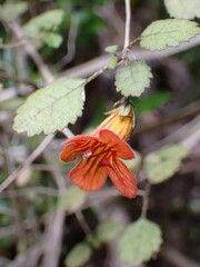 Rhabdothamnus solandri