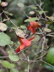 Rhabdothamnus solandri