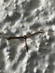 Anstenoptilia marmarodactyla