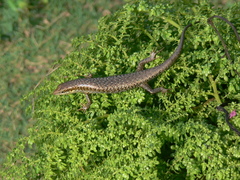 Trachylepis thomensis