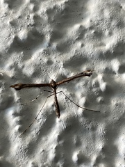 Anstenoptilia marmarodactyla