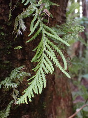 Notogrammitis heterophylla