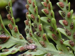 Notogrammitis heterophylla