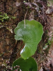 Hymenophyllum nephrophyllum