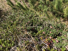 Arctostaphylos × media