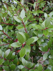 Metrosideros robusta